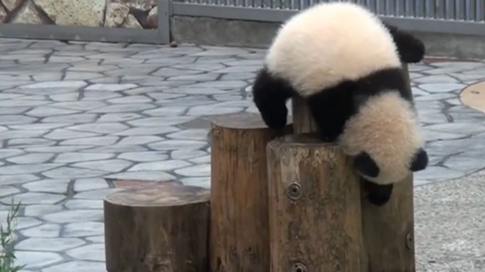 Autsch! Diese Pandas möchten wir am liebsten in den Arm nehmen und trösten!