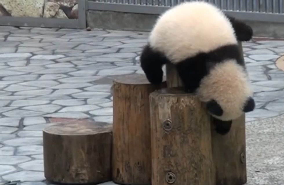 Autsch! Diese Pandas möchten wir am liebsten in den Arm nehmen und trösten!