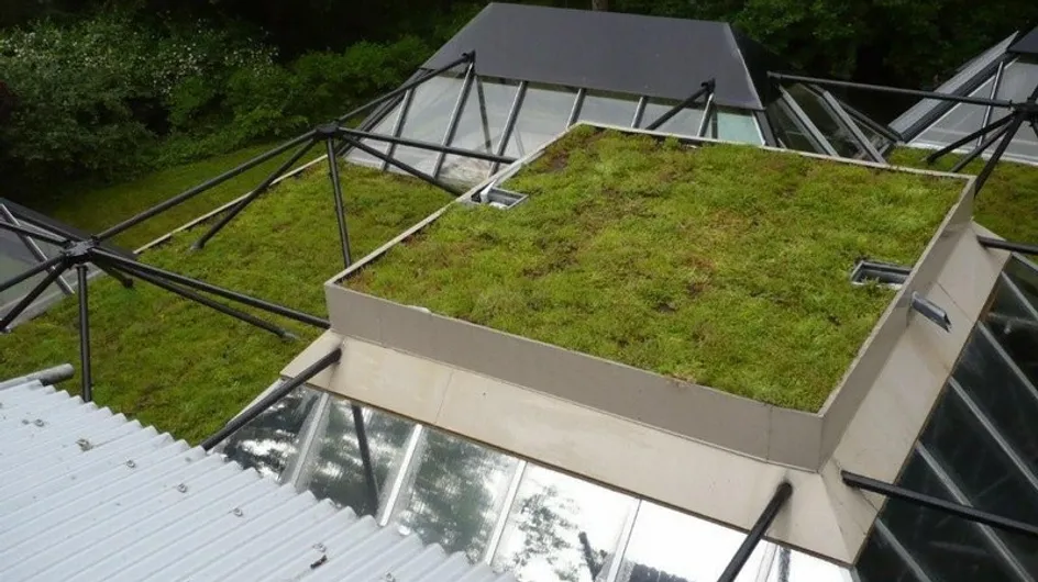 Tout savoir sur les toits végétalisés