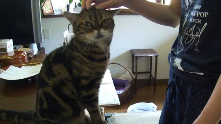 Frau Lässt Sich Von Katze Lecken