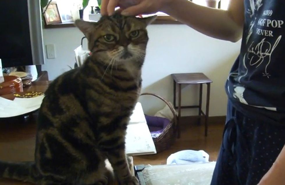 Was diese Katze sich einfallen lässt, um gestreichelt zu werden, ist einfach total niedlich!