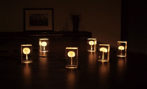 OLED Tampopo