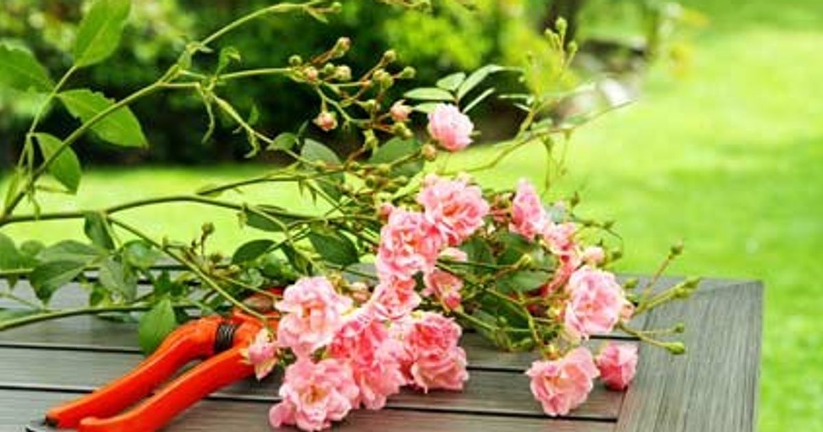 Tailler les rosiers buisson - Floralux