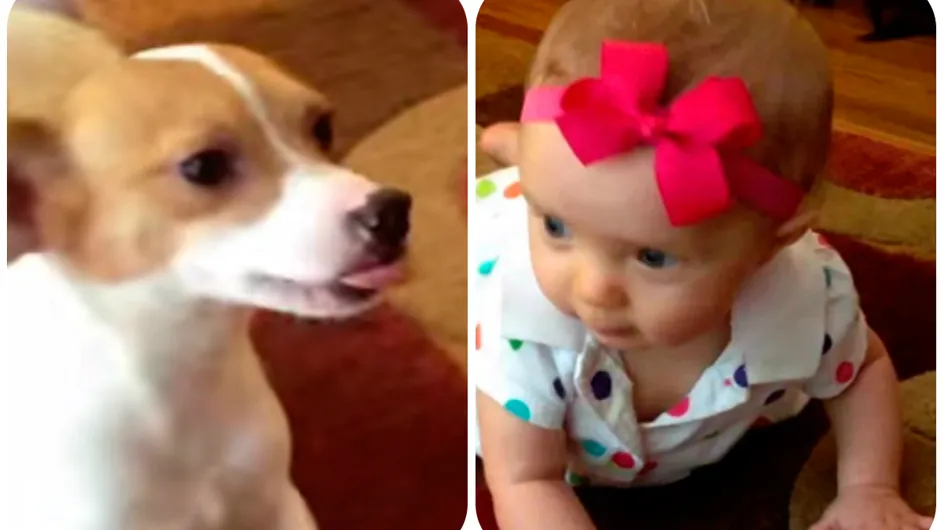 Cachorrinho fofo ensina bebê a engatinhar ♡