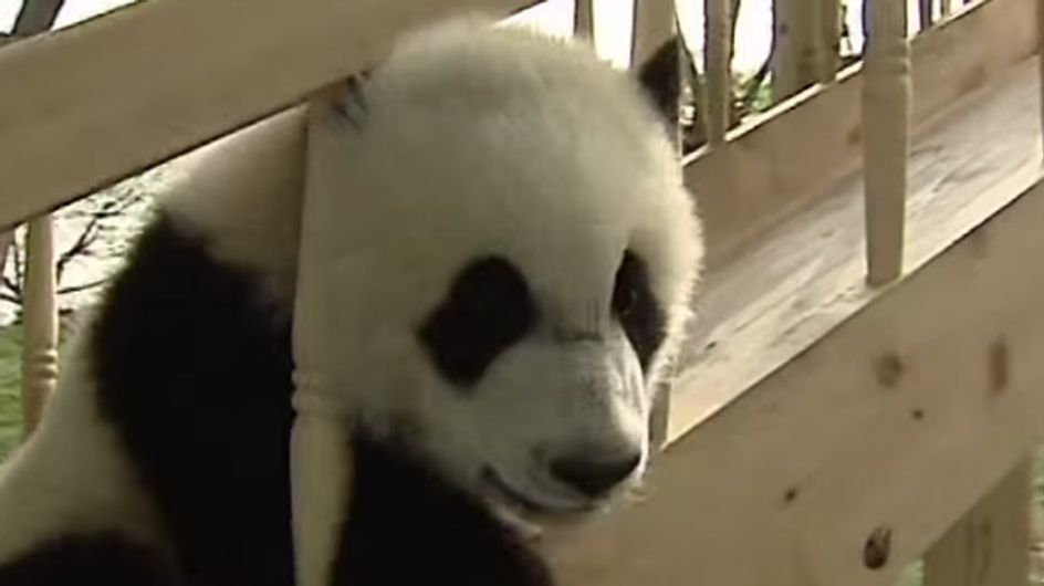 Gott, sind DIE süß! Diese Panda-Babys sausen die Rutsche runter und direkt in unsere Herzen