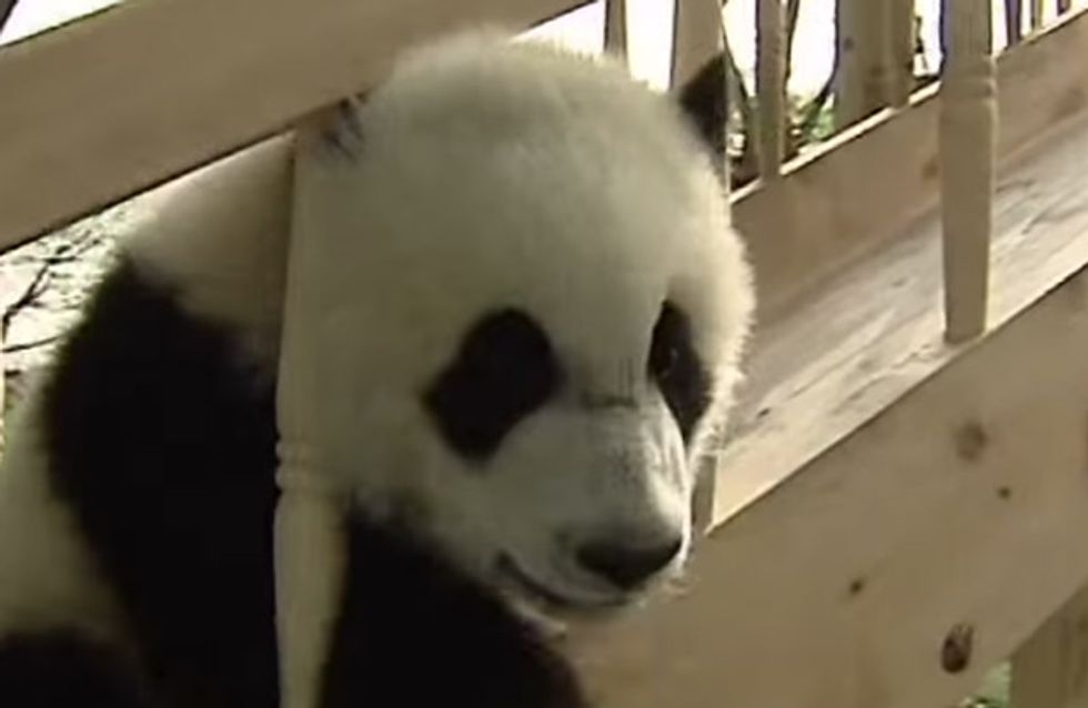 Gott, sind DIE süß! Diese Panda-Babys sausen die Rutsche runter und direkt in unsere Herzen