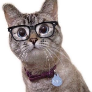 La gata Nala