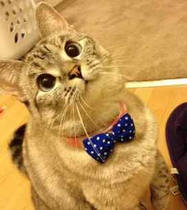 La gatita Nala tiene 1.300.000 seguidores en Instagram, ¡tiembla Kim Kardashian!