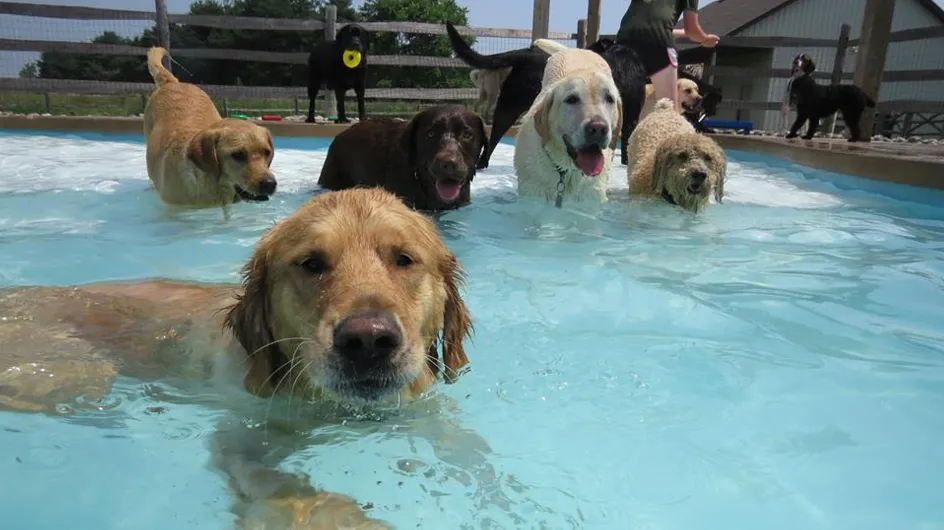 Una fiesta en la piscina... ¡Para perros!