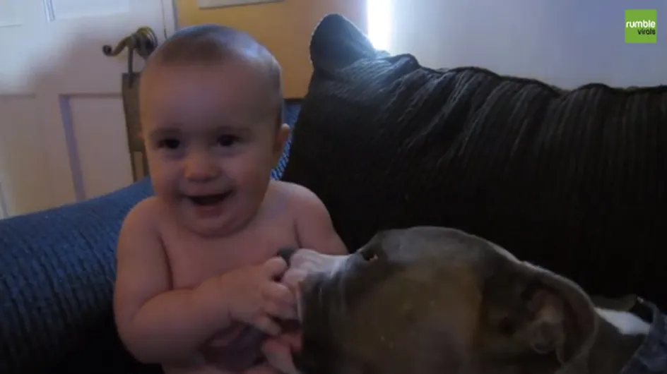 Video/ Coccole e bacini: le tenerezze tra un bimbo e il suo pit bull... da non credere!