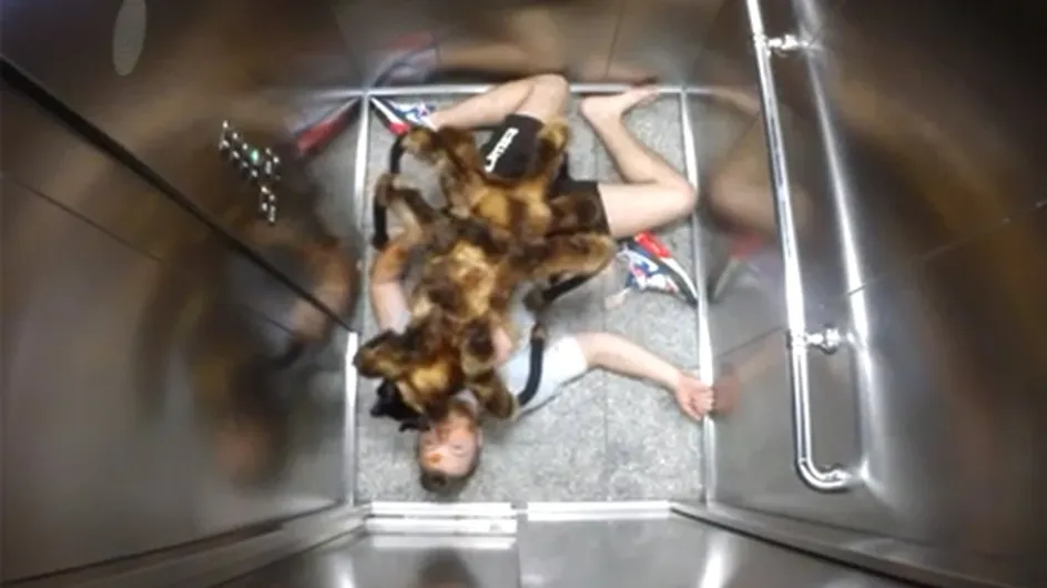 Spider Dog Is The Most Terrifying Prank Of All Time