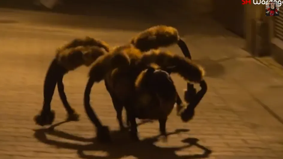 Video/ L'attacco del ragno gigante... che ti farà morire dal ridere