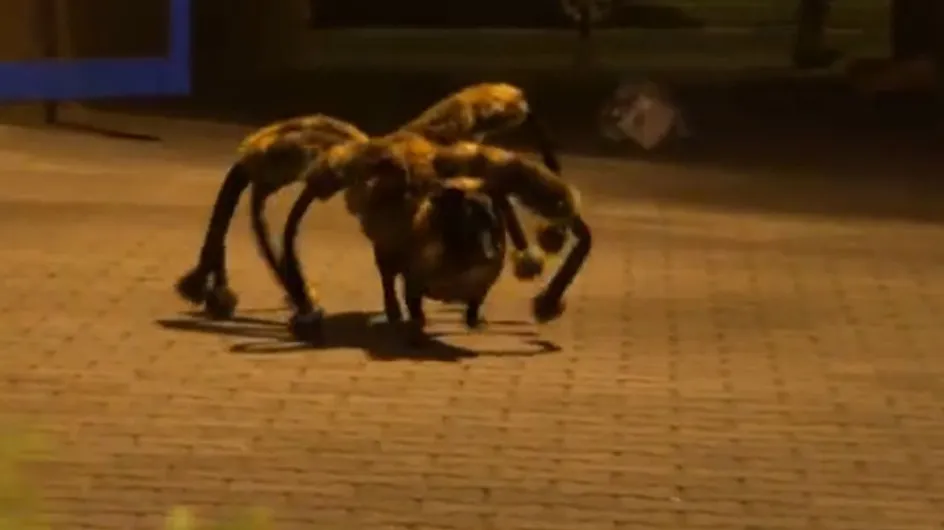 El terrorífico perro araña: la broma que ha revolucionado Youtube