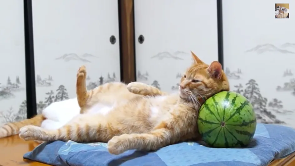 Video/ Gatto VS anguria: chi dei due avrà la meglio?