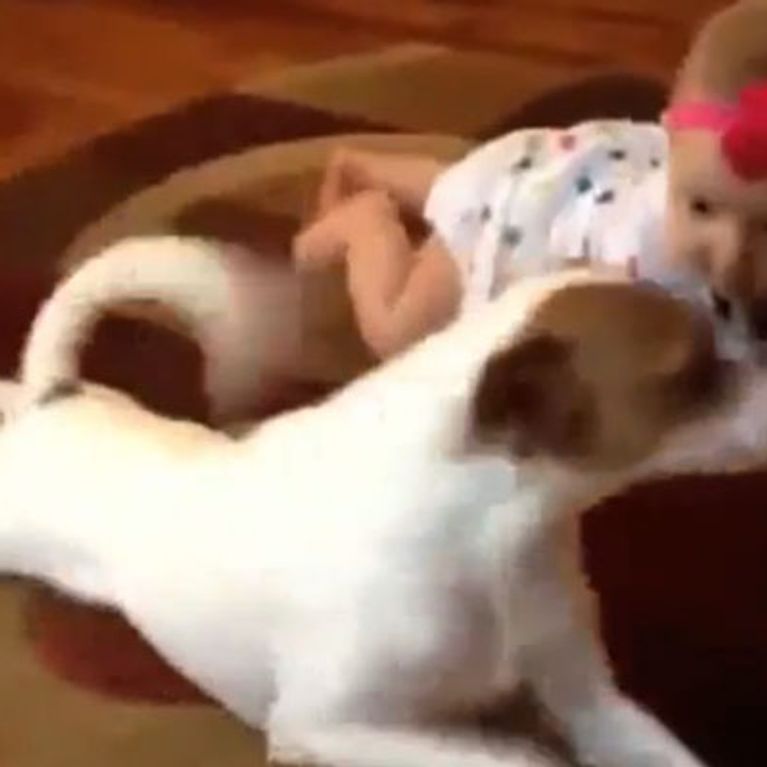 Der beste Beweis, warum Hunde großartige Babysitter sind