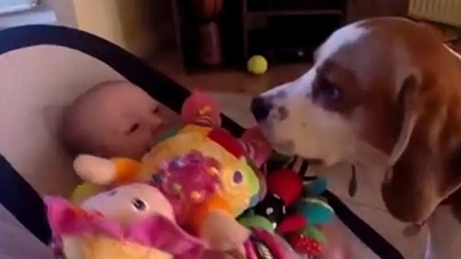 Guilty Dog Showers Baby With Presents After Making Her Cry