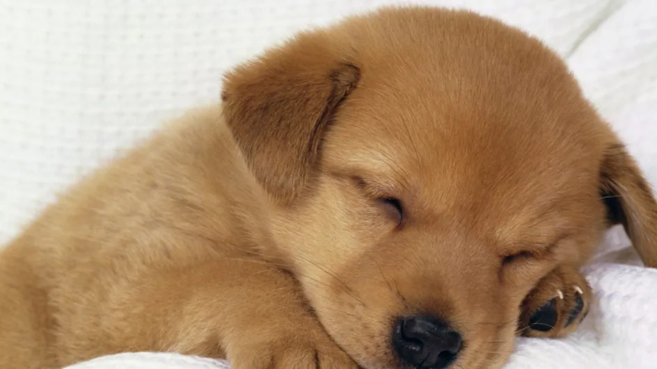 This Video Of Baby Animals Falling Asleep Is The Cutest Thing You'll Ever See