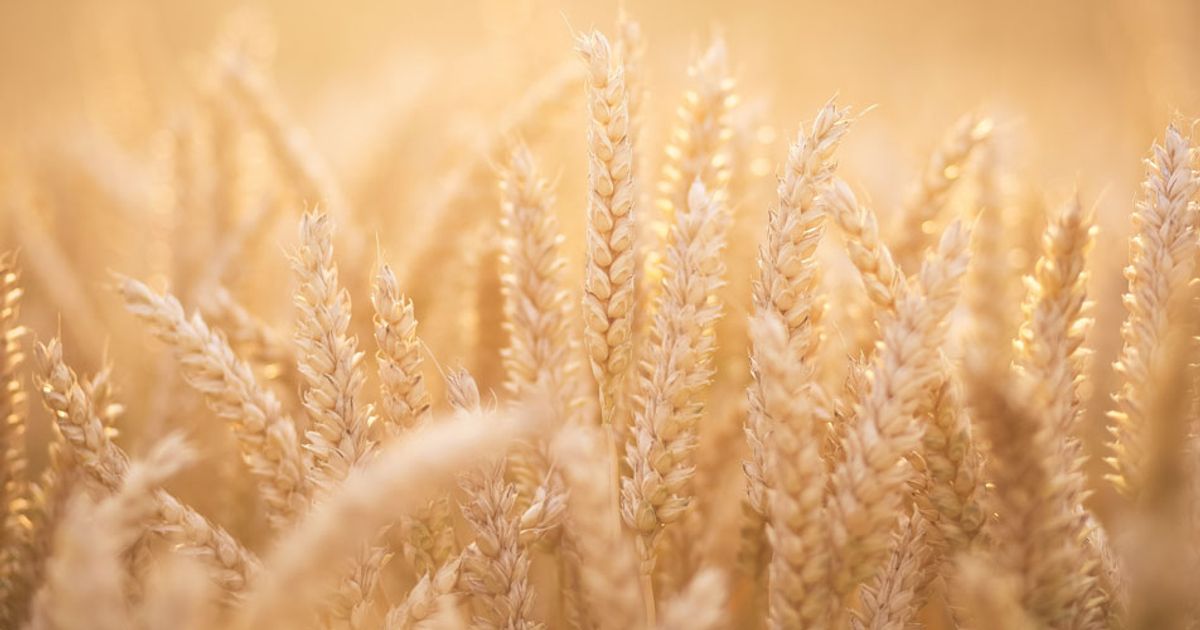 Everything You Need To Know About The Wheat Belly Diet
