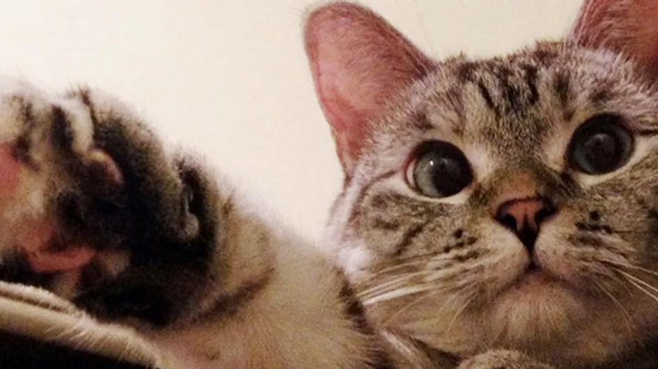 Meet The Cat Who Has Beaten You At Life
