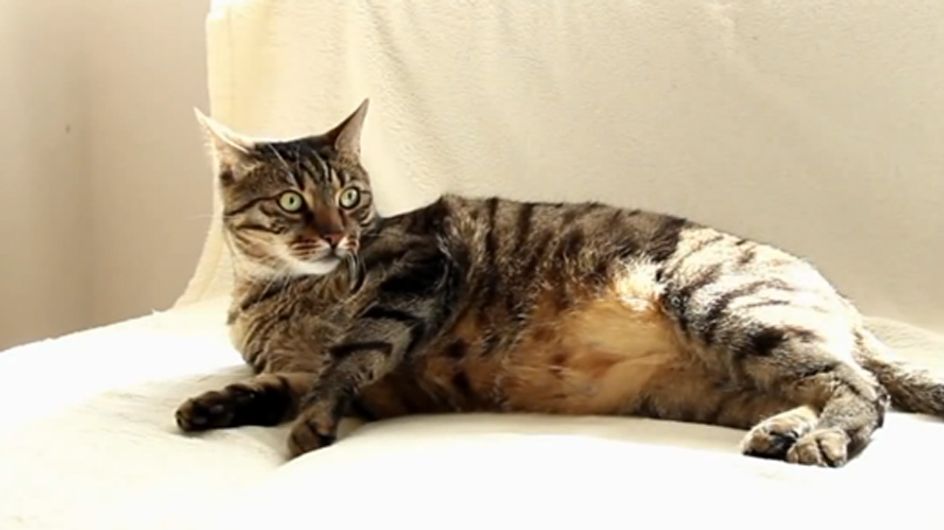 Ihr werdet nicht glauben, wie diese Katze auf Staubsauger reagiert!