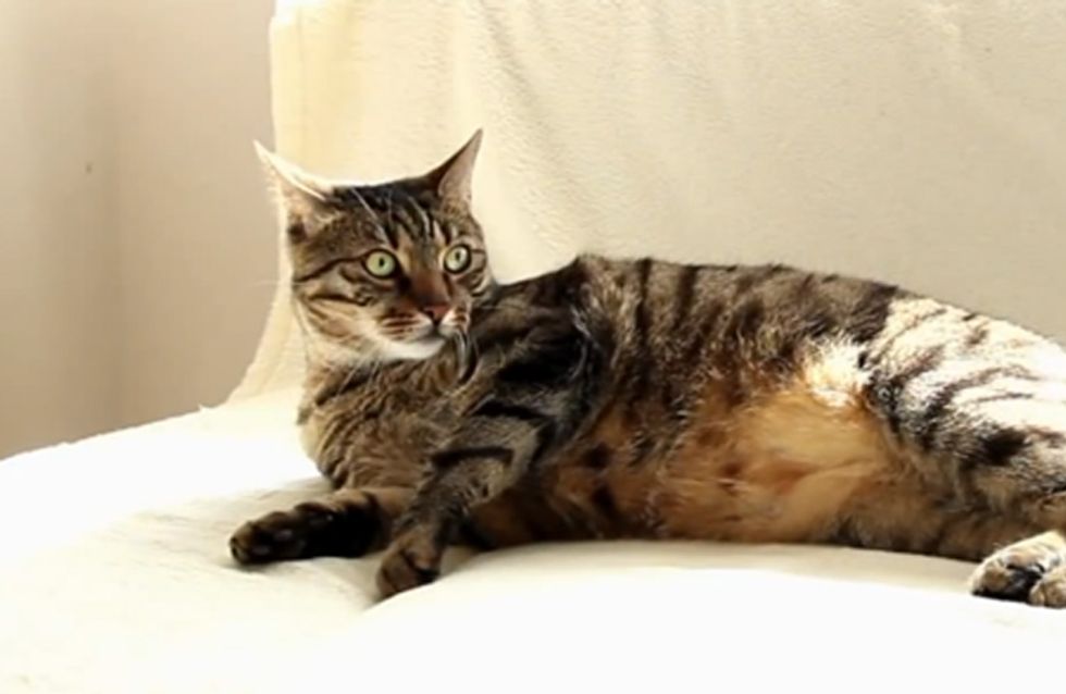 Ihr werdet nicht glauben, wie diese Katze auf Staubsauger reagiert!