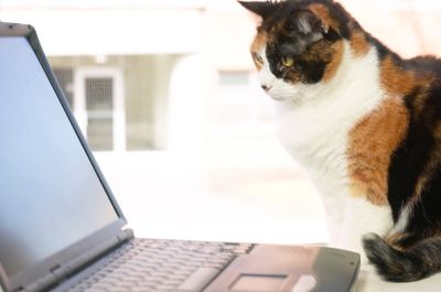 5 Gifs Animes De Chats En Plein Travail