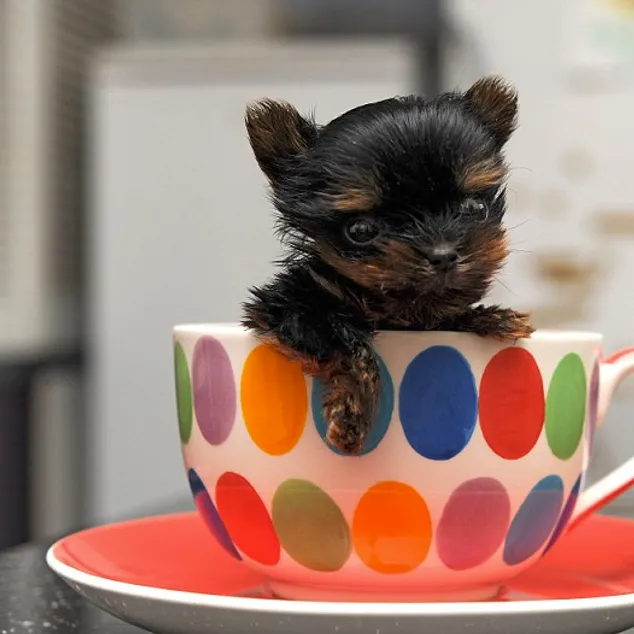 Le Plus Petit Chien Du Monde Mesure 5cm Et Il Est Trop Mignon