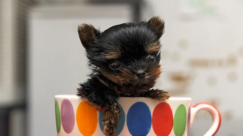 Voici le plus petit chien du monde (et sûrement le plus mignon)
