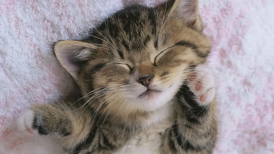 11 Kittens That Purr-fectly Sum Up Taylor Swift’s Greatest Hits