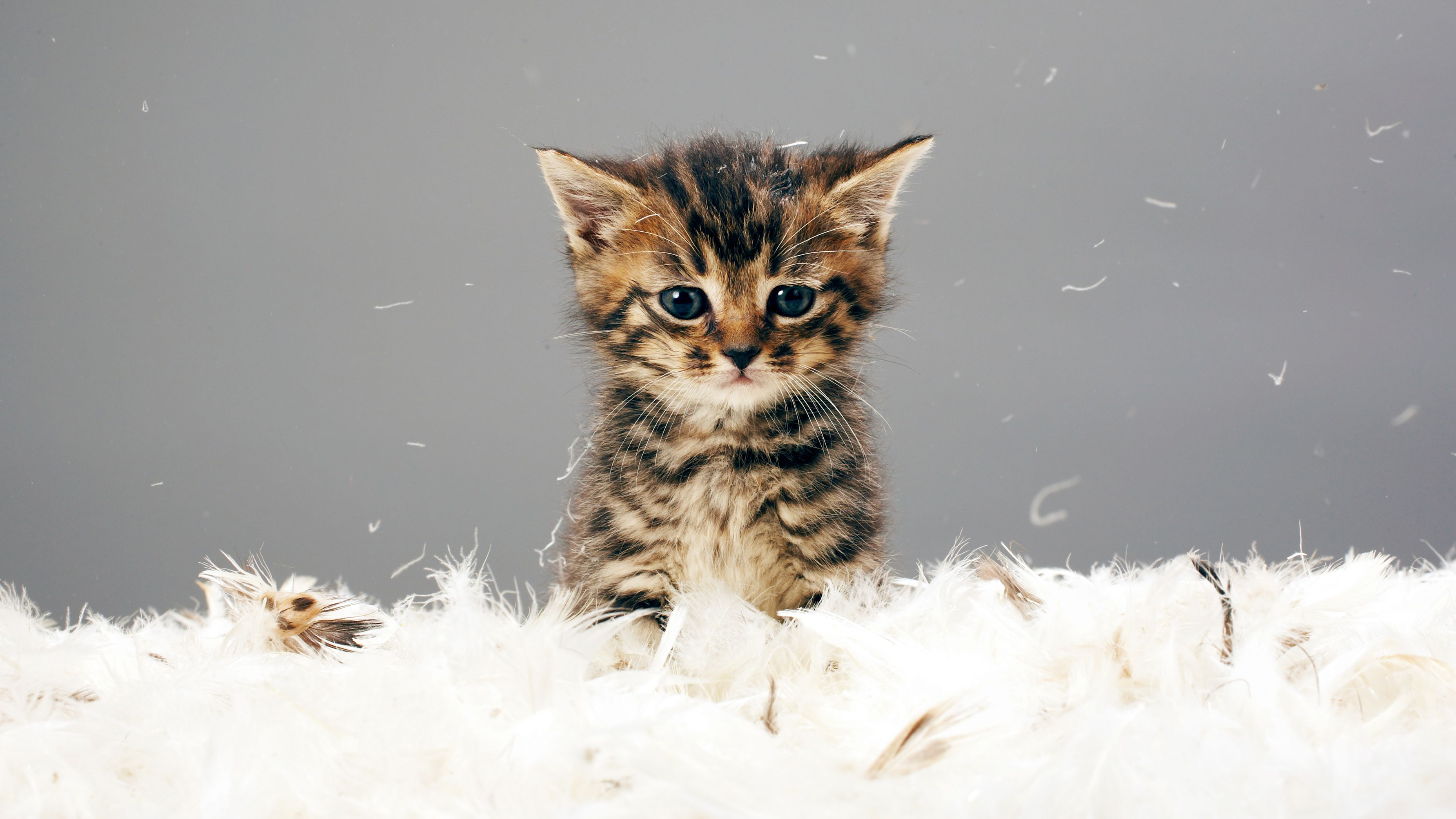 Chat Mignon Pause Tendresse Avec Des Chats Trop Mignons Chat Mignon Pause Tendresse Avec Des Chats Trop Mignons