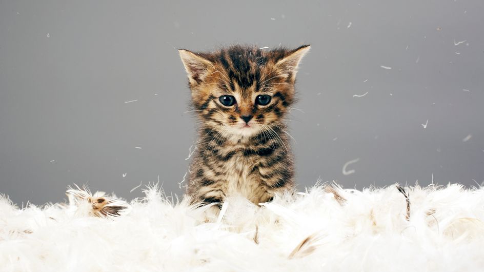 Chat Mignon Pause Tendresse Avec Des Chats Trop Mignons