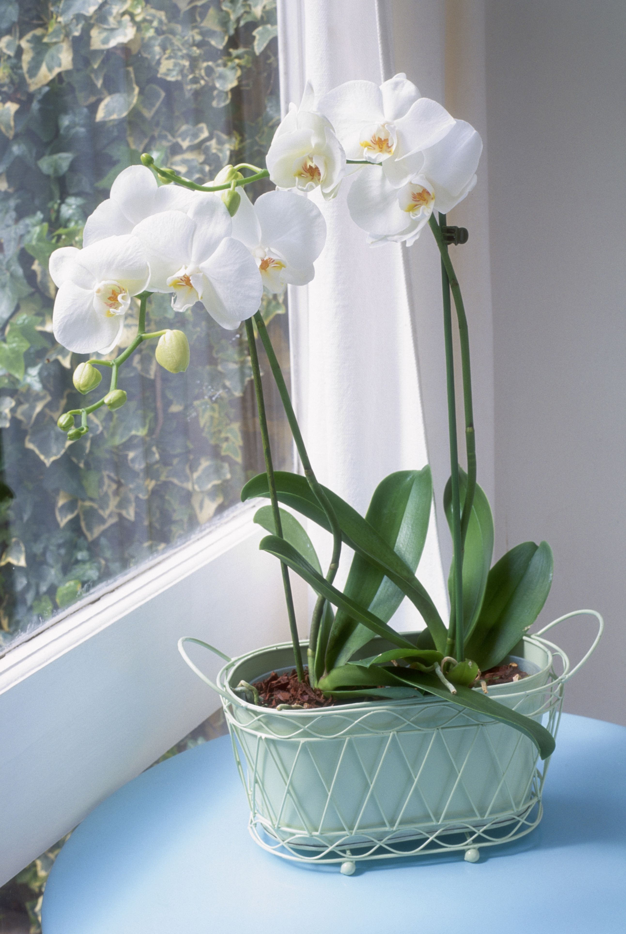 Ambicioso Suministro Nos vemos mañana Cómo cuidar una orquídea - Todo sobre las orquideas