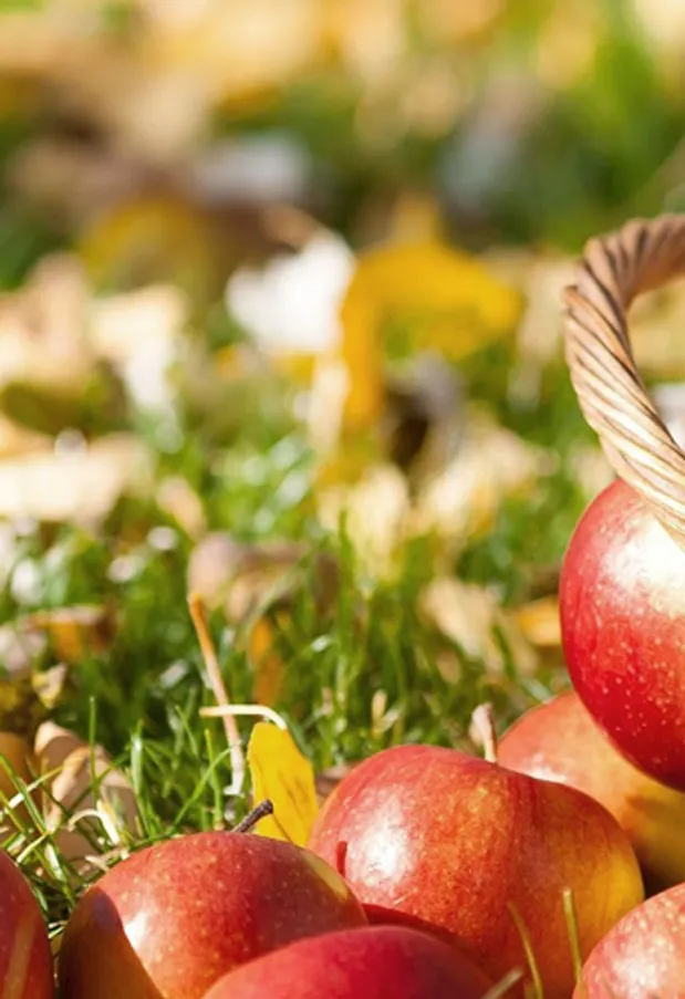 Eetlustremmers en -regelaars