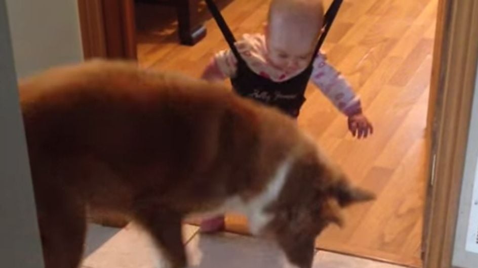Hund oder Kind: Wer wird wohl das Hüpf-Duell für sich entscheiden?