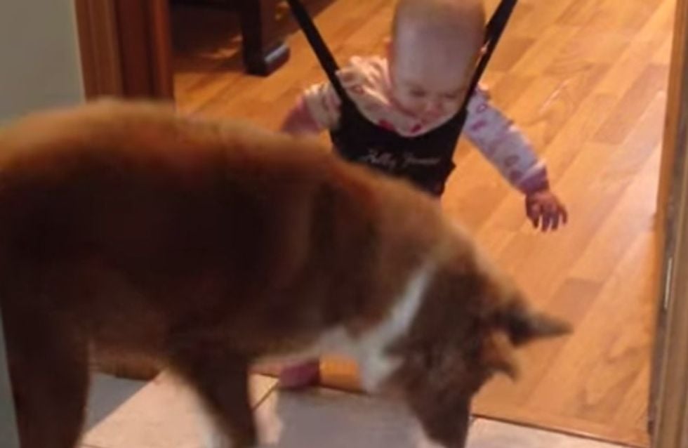 Hund oder Kind: Wer wird wohl das Hüpf-Duell für sich entscheiden?