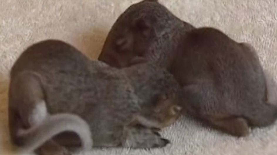 Nach einem Sturm liegen 3 Eichhörnchen-Babys schutzlos im Wald. Doch eine Katze ist ihre Rettung!