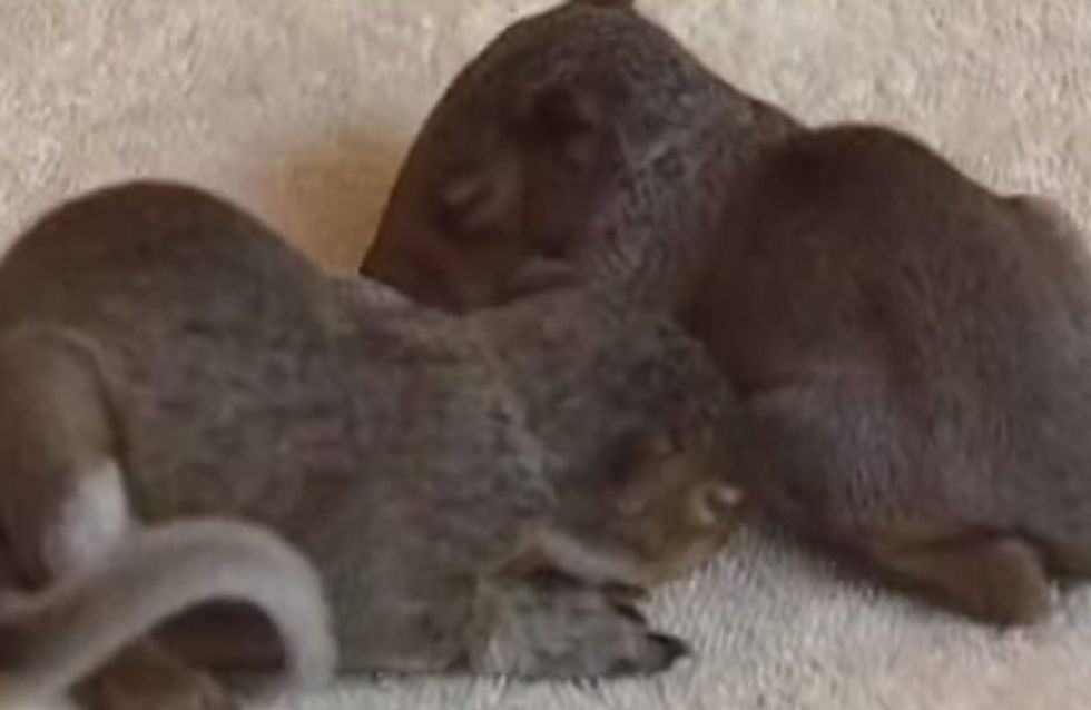 Nach einem Sturm liegen 3 Eichhörnchen-Babys schutzlos im Wald. Doch eine Katze ist ihre Rettung!
