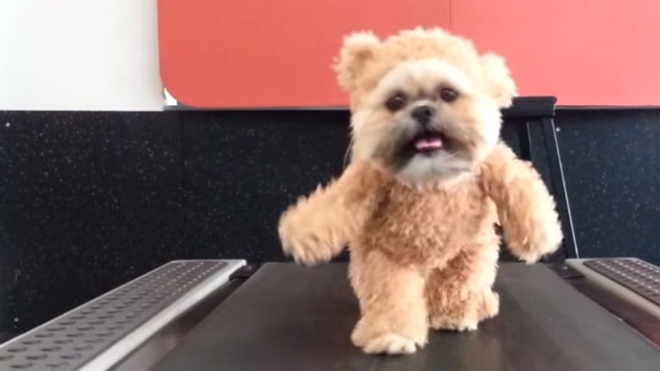 ♥♥ Hund trifft Teddy: Süßer kann es nicht mehr werden! ♥♥