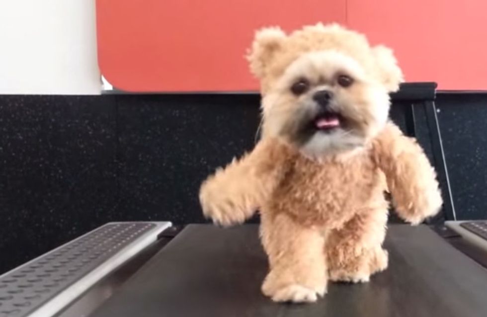♥♥ Hund trifft Teddy: Süßer kann es nicht mehr werden! ♥♥