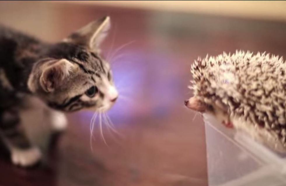 So süß! Wenn Kätzchen und Igel aufeinandertreffen