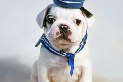 Cachorro-marinheiro