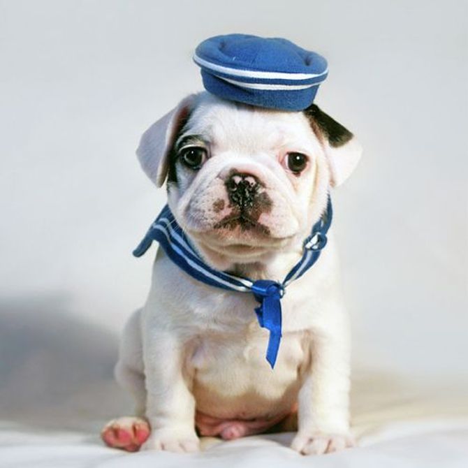 Cachorro-marinheiro