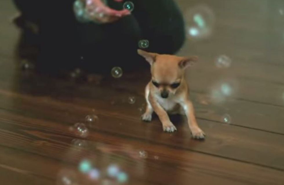 So süß, wie dieser kleine Chihuahua Seifenblasen jagt! ♥