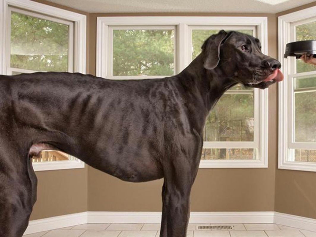 Perros gigantes: Así son algunos de los más grandes del mundo