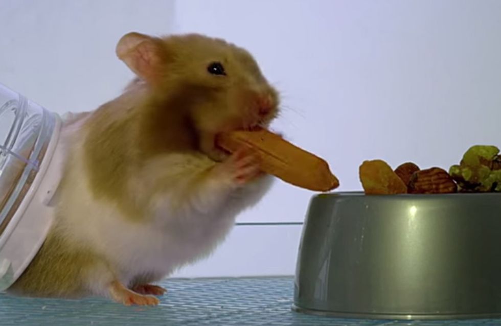 Dieses Video zeigt, was sich in den Backen eines Hamsters