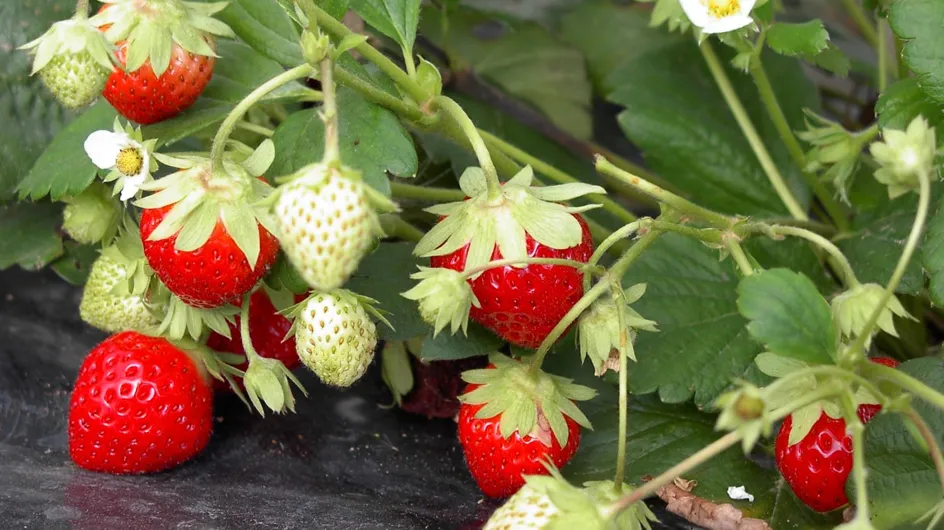 Jardinage : quand et comment planter les fraisiers ?