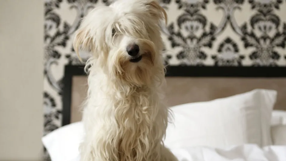 Ce chien est tellement heureux de retrouver sa maitresse qu’il s’évanouit de bonheur (Vidéo)
