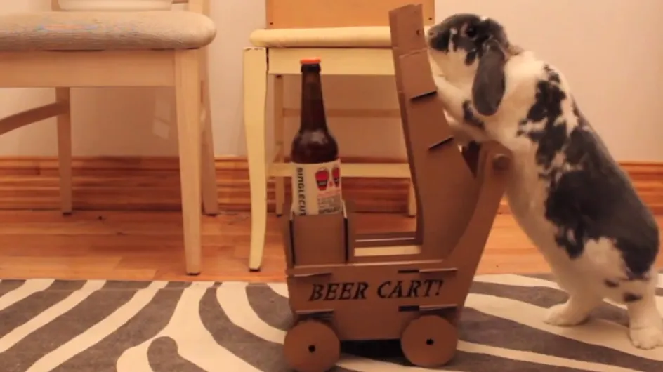 Video/ Un coniglio come maggiordomo? Ecco cosa ha fatto questo ragazzo per farsi portare le birre dal suo coniglietto!