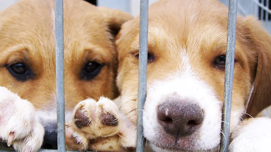 Antes y después: 25 imágenes de mascotas que cambiaron sus caras y sus vidas tras ser adoptadas