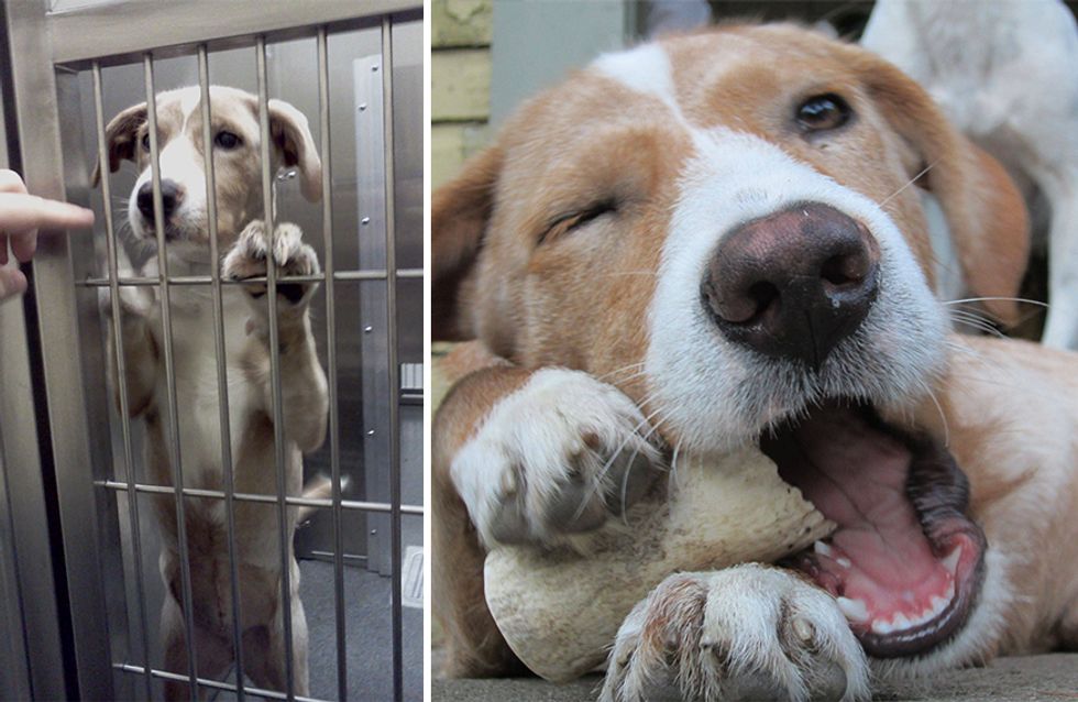 Ces animaux ont bien changé après leur adoption (photos)